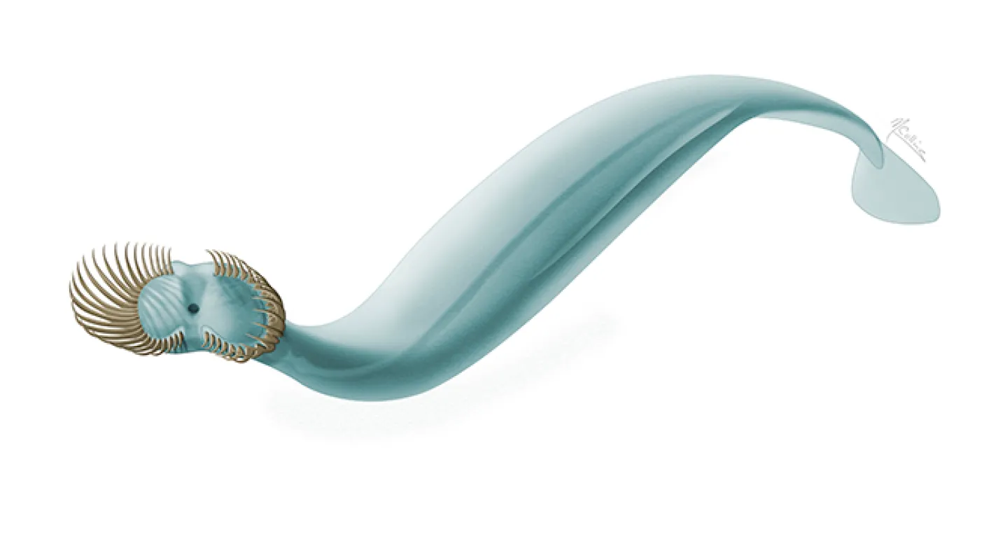 Illustration d'un ver
