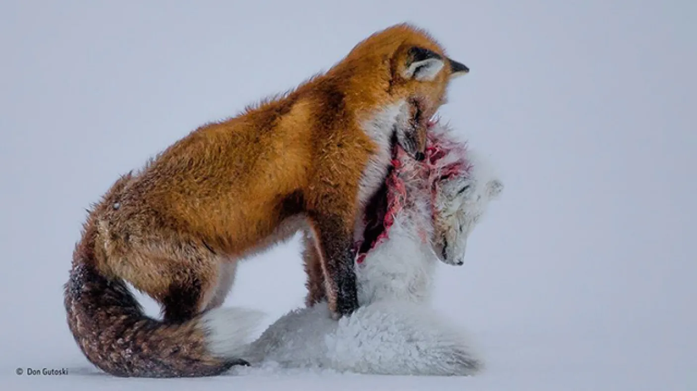 A red fox carries the smaller body of an arctic fox in its mouth that it has hunted and killed. The 2015 winning photo by Canadian Don Gutoski of the Wildlife Photographer of the Year contest
