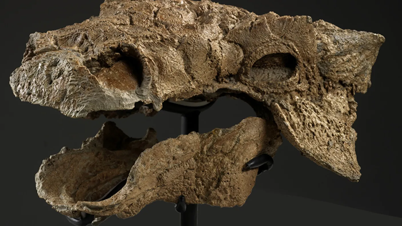 The exceptionally preserved skull of Zuul crurivastator (ROM 75860).