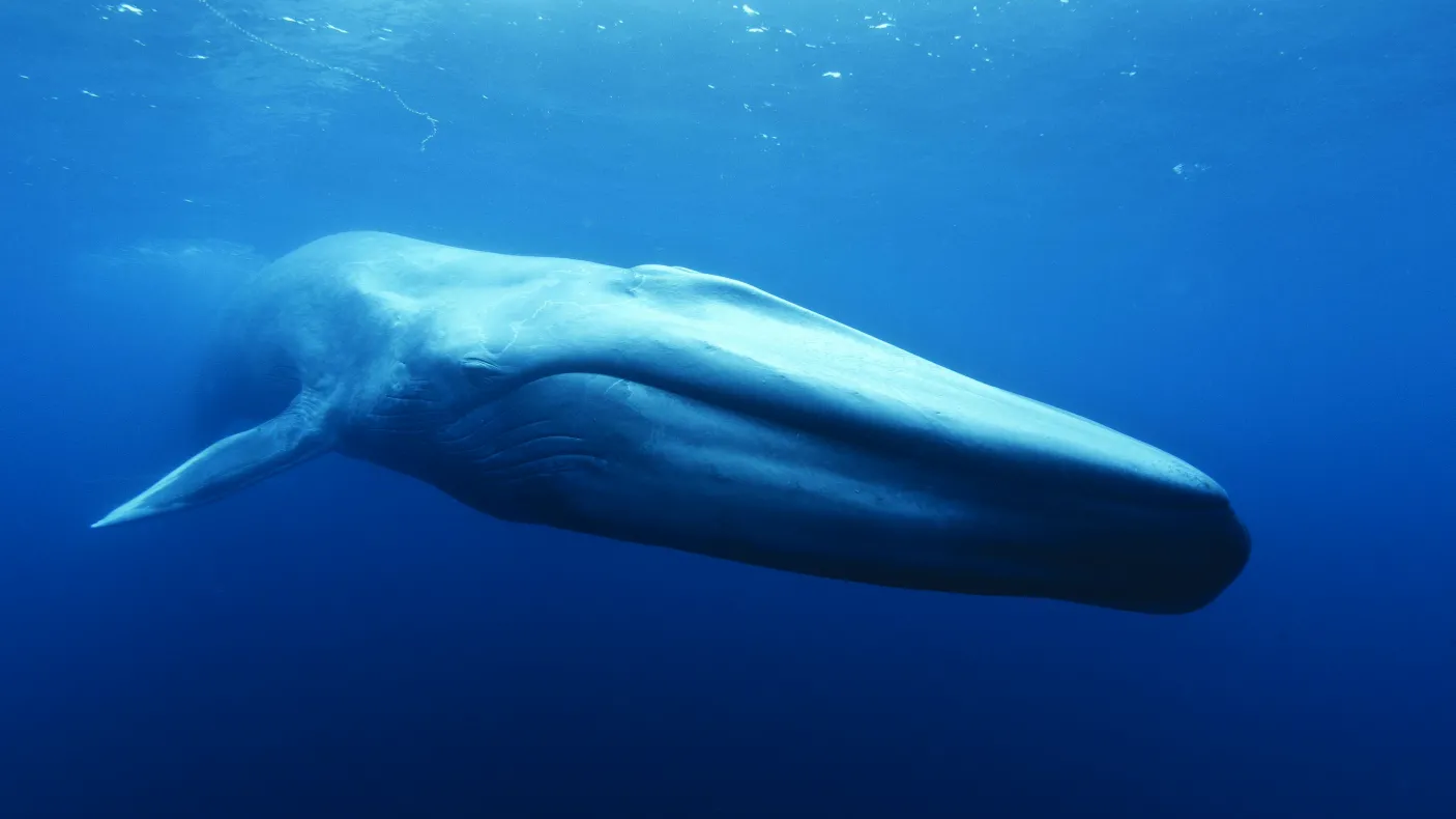 whale from Out of the Depths: The Blue Whale Story