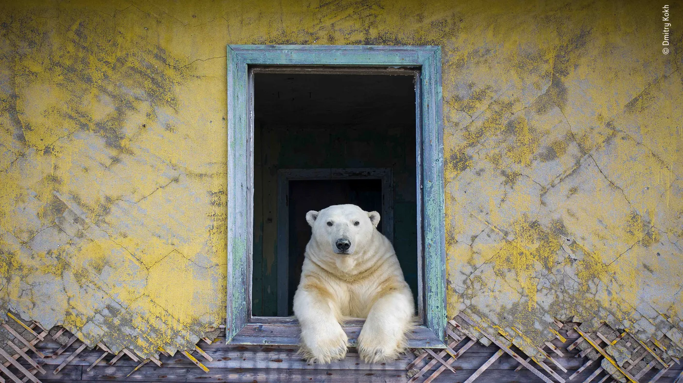 Cadre polaire. Image © Dmitry Kokh, Photographe de la vie sauvage de l'année 2022