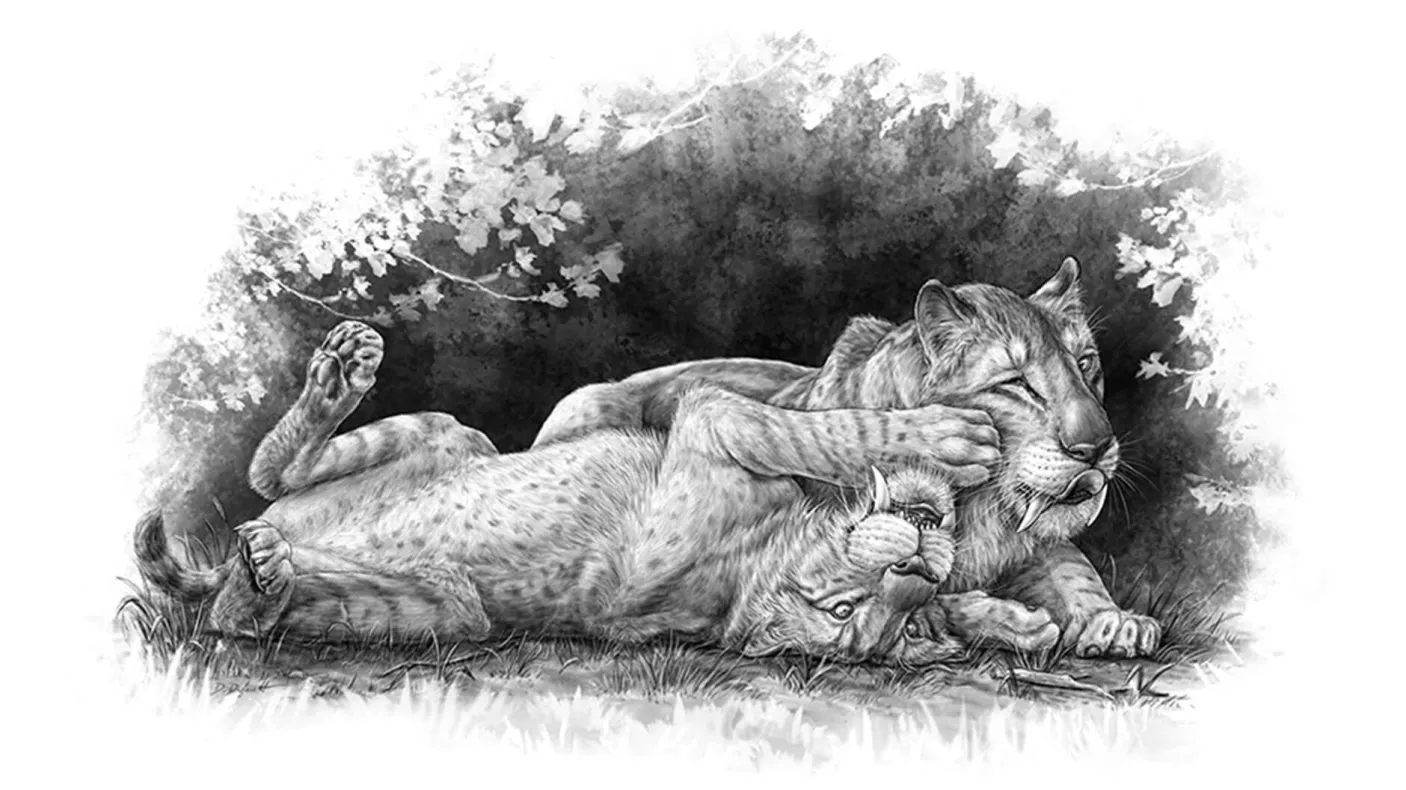 Sabre-toothed cubs playing.