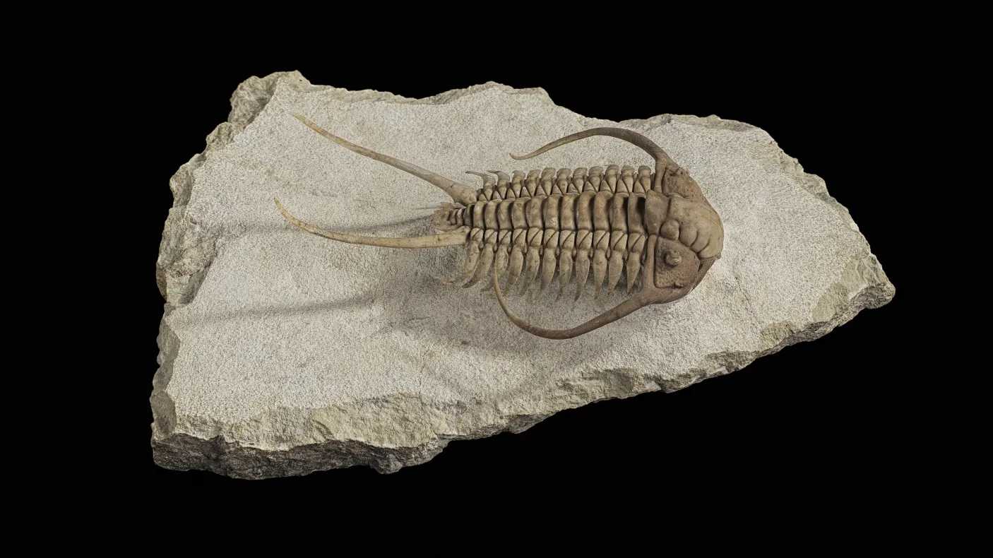Un trilobite exposé dans la galerie Willner Madge, Dawn of Life.