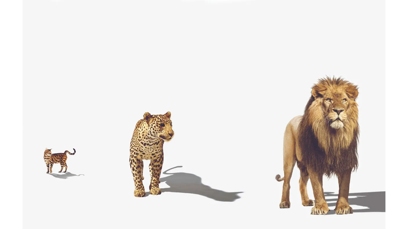 Photo of a bengal cat, a leopard, and a lion