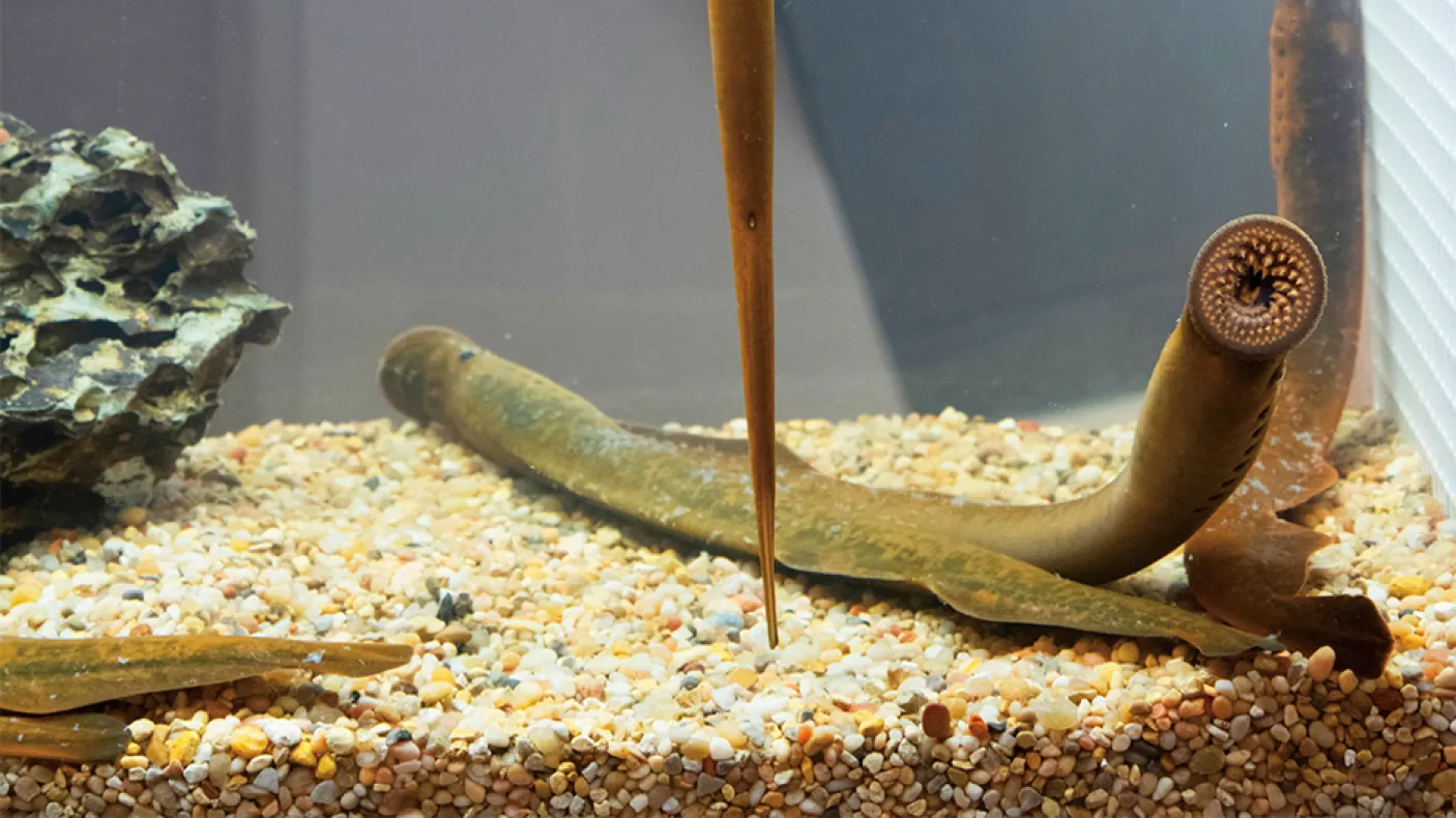 Lamprey in tank.