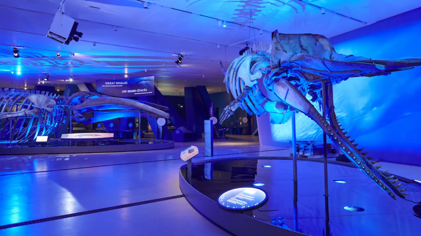 deux squelettes de baleine