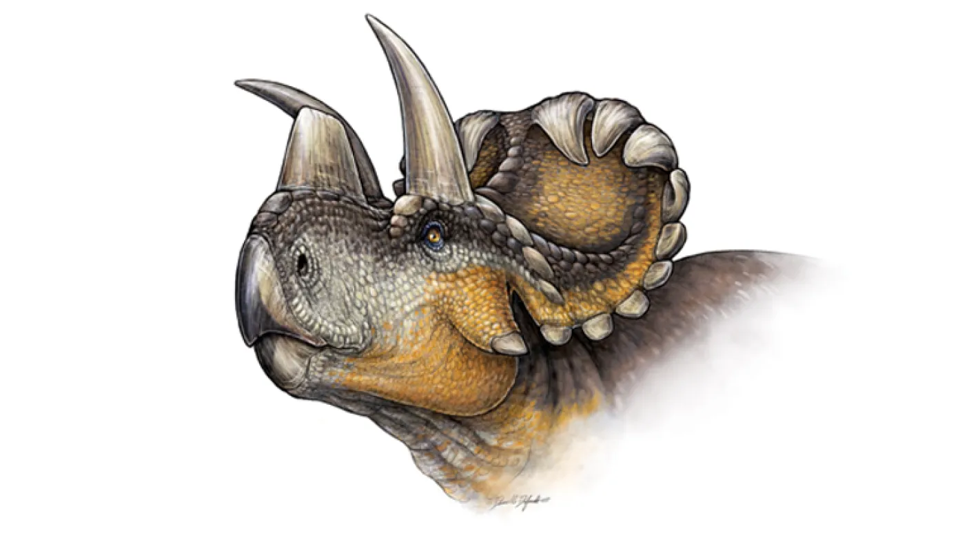 Reconstruction de la vie de Wendiceratops pinhornenis. Crédit : Danielle Dufault.