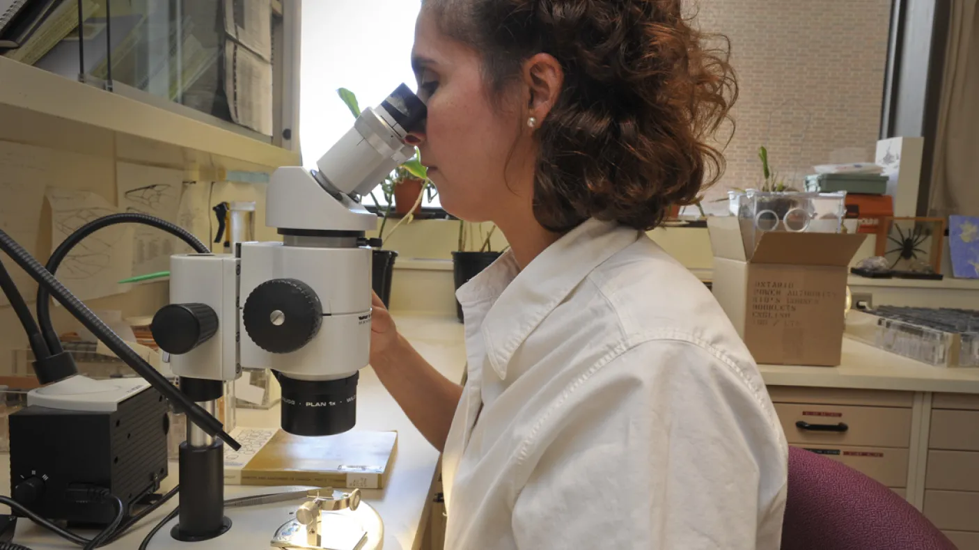 Antonia looks at the bug through a microscope in the ROM's entomology lab.

