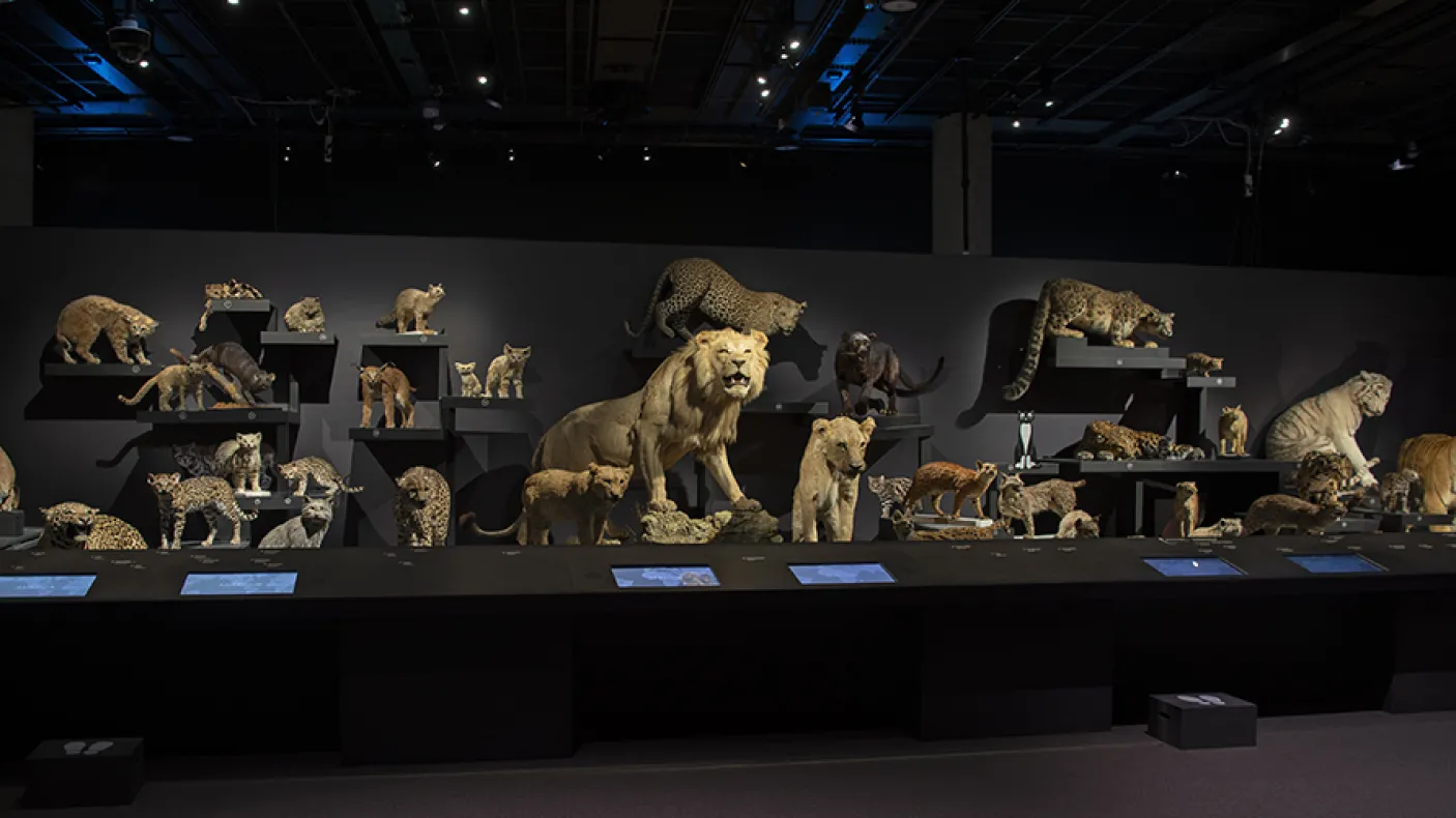 20 espèces de chats en exposition