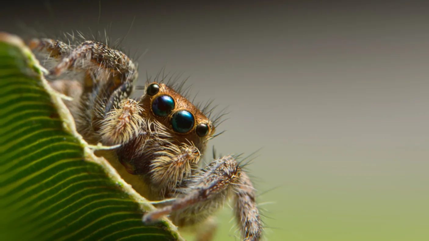 Jumping spider.