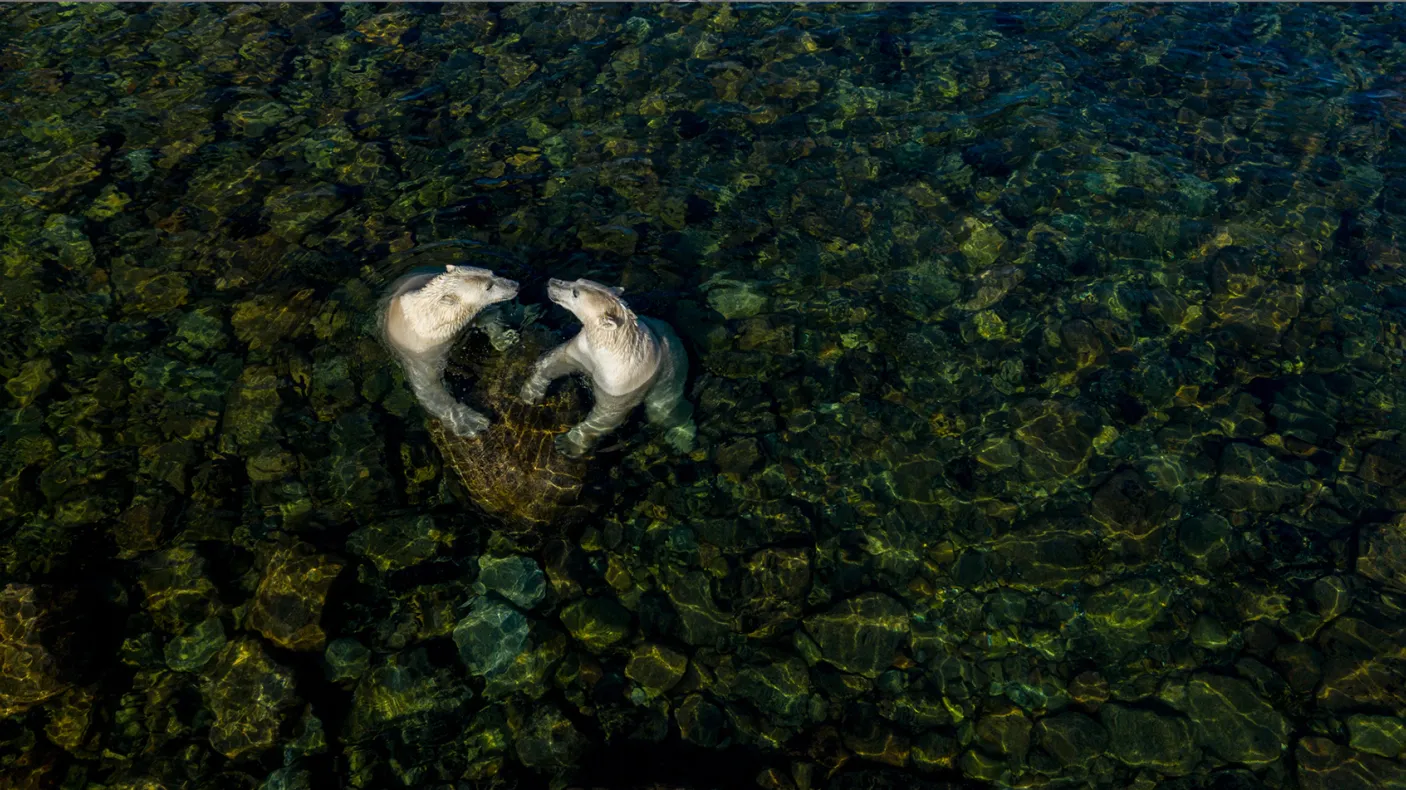 Martin Gregus (Canada/Slovaquie) montre les ours polaires sous un autre jour lorsqu'ils s'échouent sur le rivage en été. Par une chaude journée d'été, deux femelles ourses polaires se sont rendues dans les eaux intertidales peu profondes pour se rafraîchir et jouer. Martin a utilisé un drone pour capturer ce moment. Pour lui, la forme du cœur symbolise l'apparente affection fraternelle qui les unit et "l'amour que nous devons, en tant qu'êtres humains, au monde naturel".