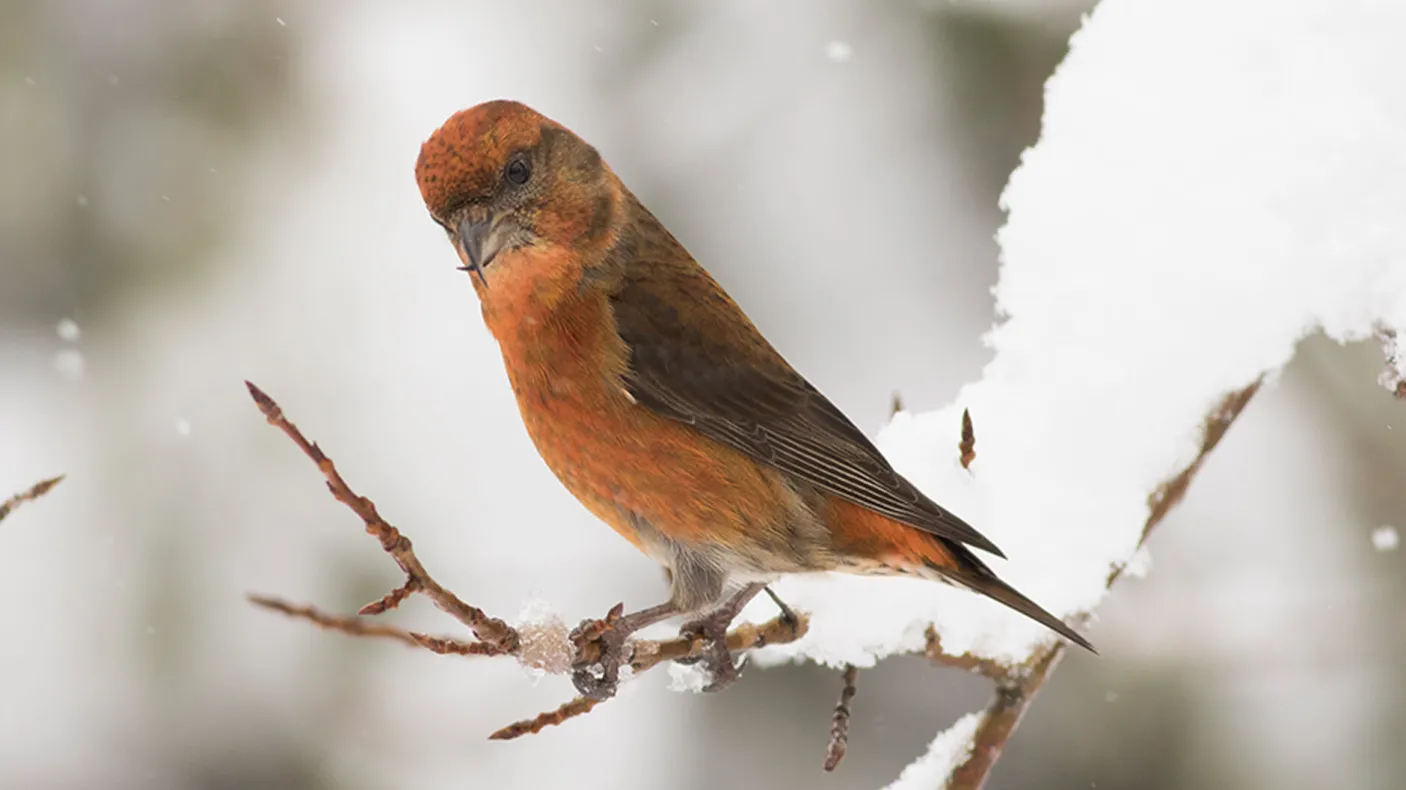 Red crossbill.