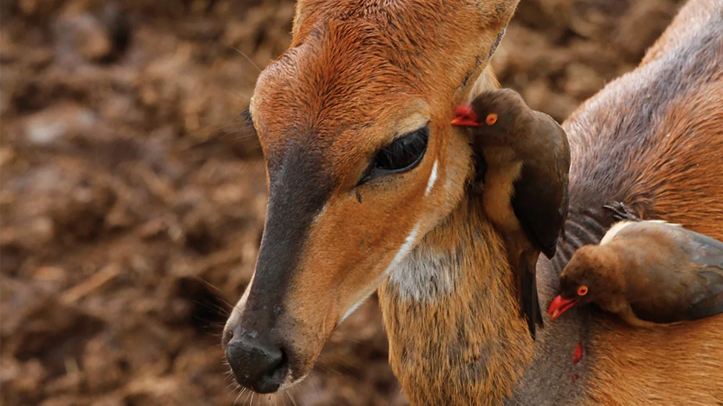 Des pics-œufs enlèvent les tiques d'un potamochère.