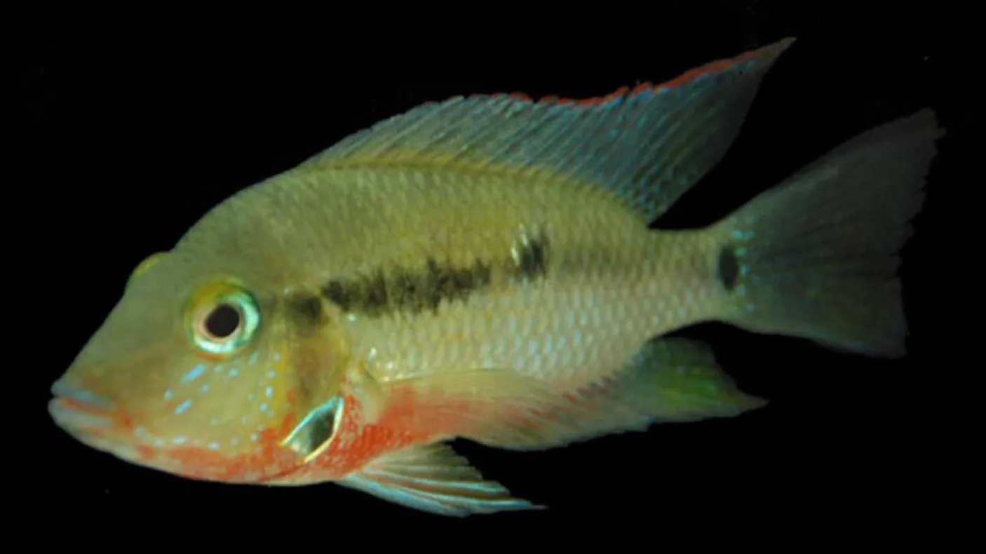 A species of Thorichthys.
