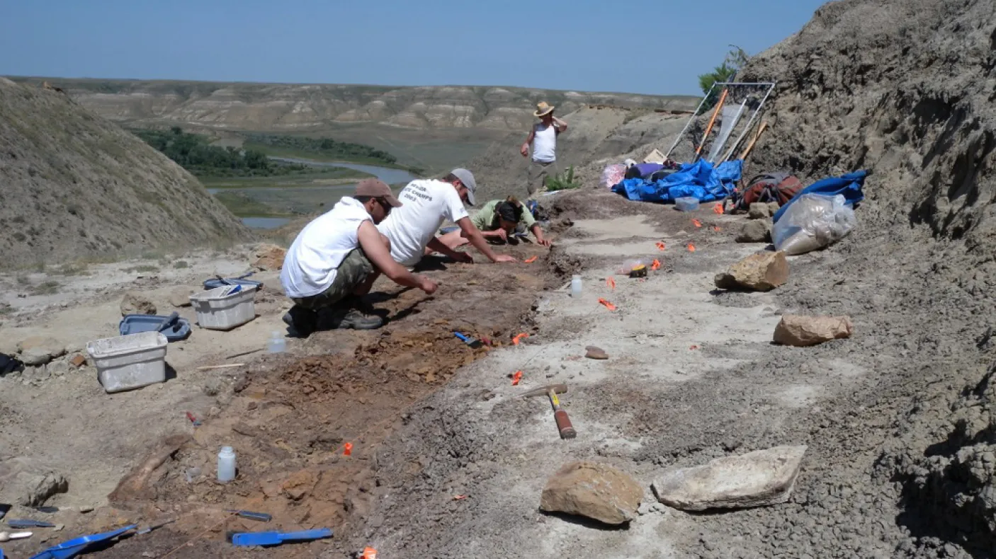 The Southern Alberta Dinosaur Project team dig in a bonebed.
