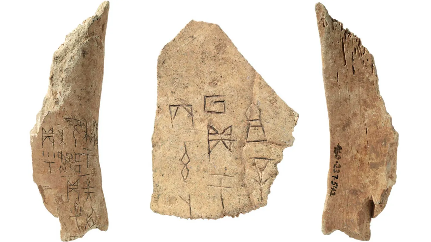 Oracle bones (inscribed bone), Shang Dynasty, China, 1400 - 1050 BCE, (960.237.2225, 960.237.542)
