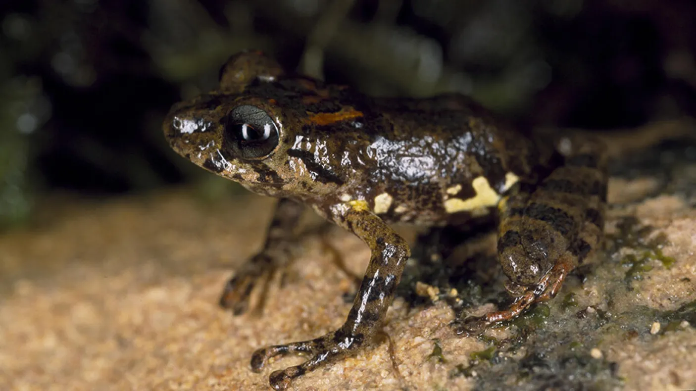Pristimantis inguinalis collected in Guyana.
