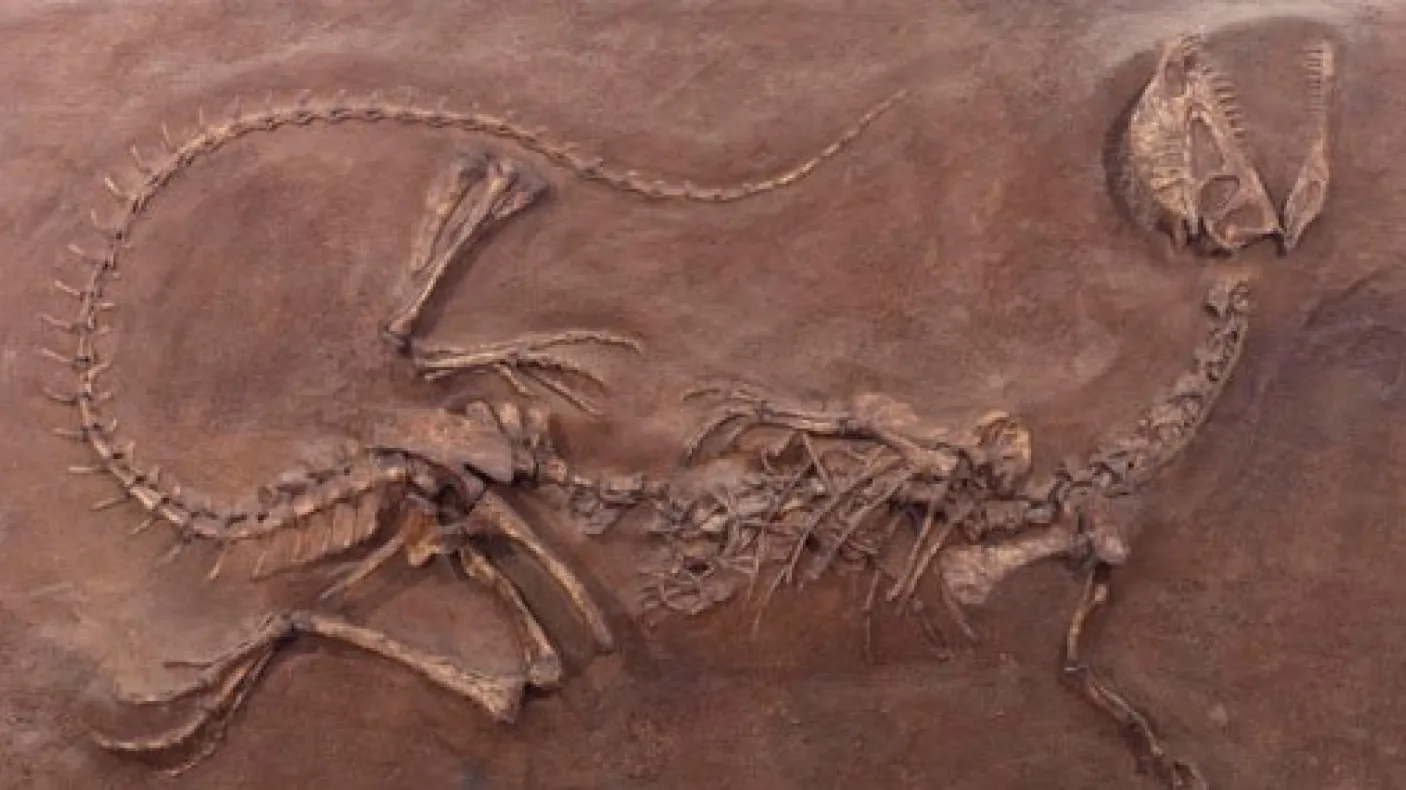 Fossilized dinosaur.
