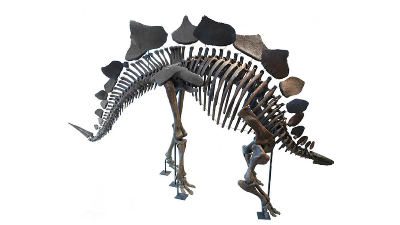 Fossil skeleton of the the dinosaur stegosaurus.
