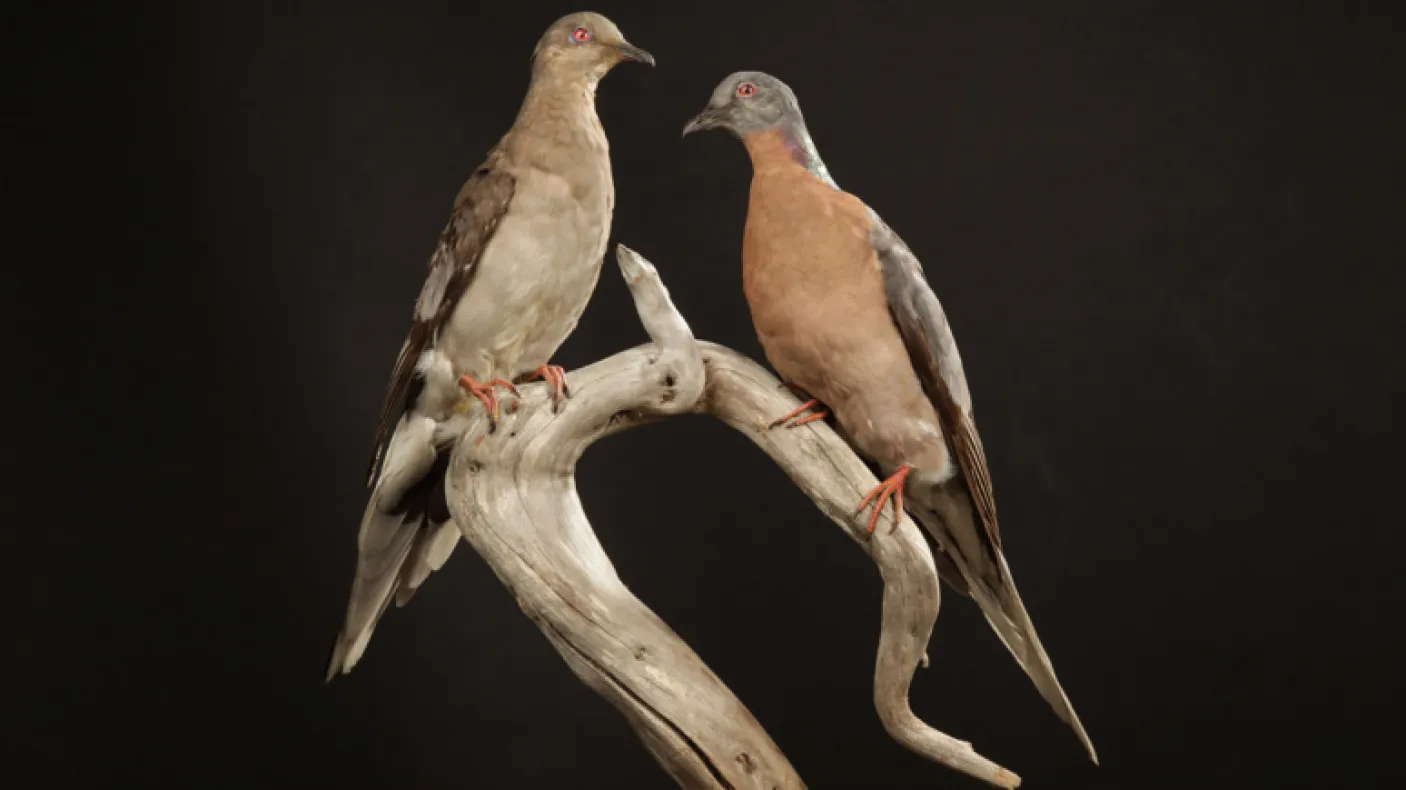 extrait de Empty Skies : the Passenger Pigeon Legacy (Le ciel vide : l'héritage du pigeon voyageur)