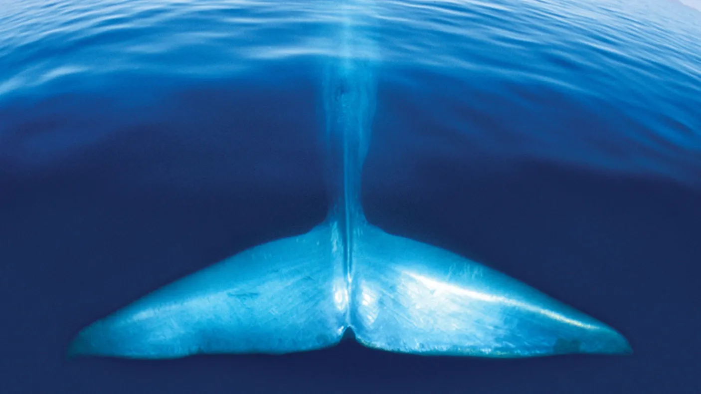 Blue Whale Discovered