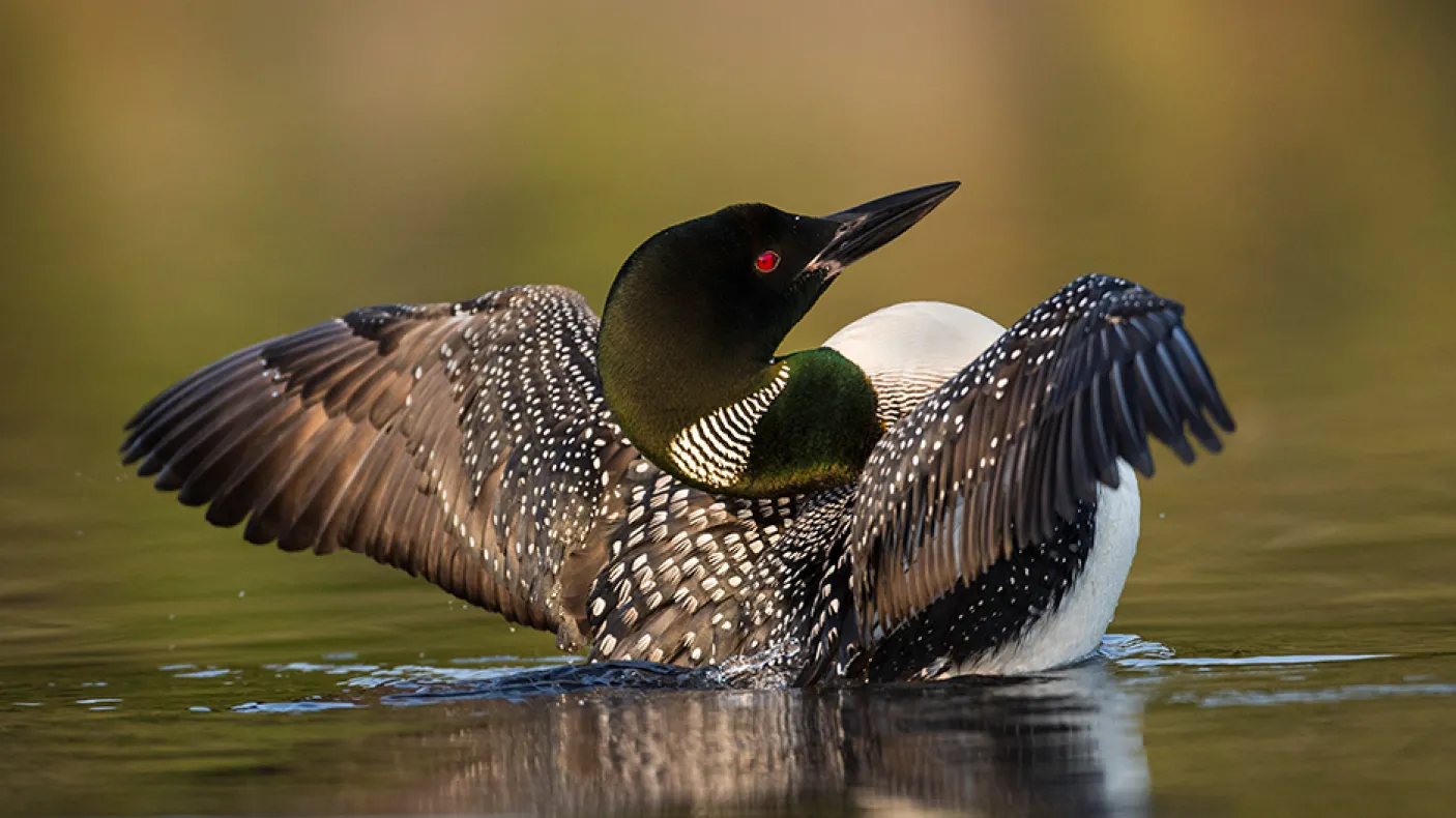 Loon about to take flight.