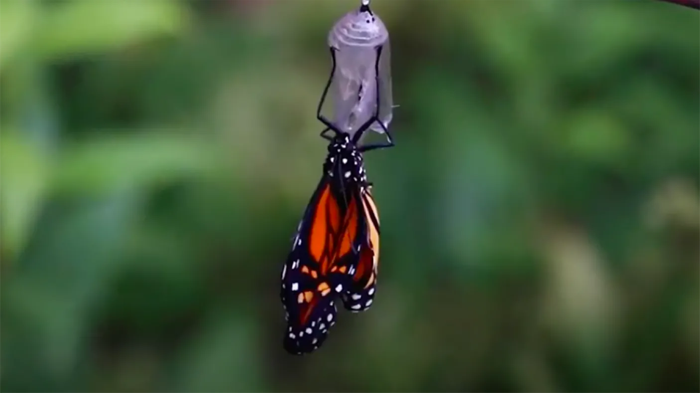 Monarch butterfly emerging from cacoon.
