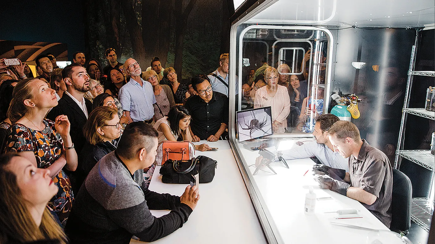 Wrangling Live Spiders