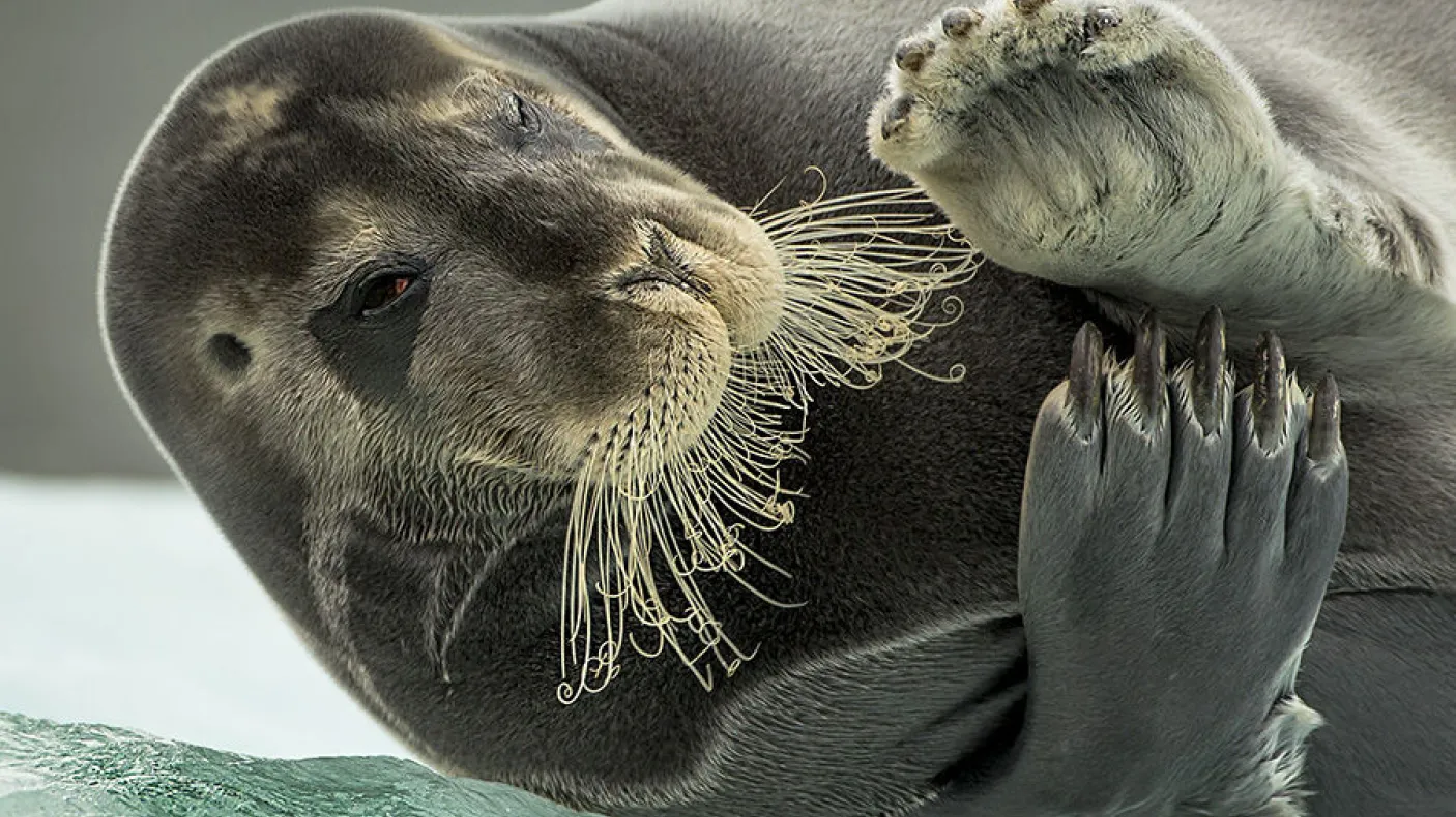 Walrus laying on it's side
