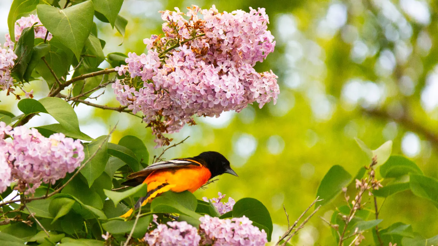 Bird perched in tree
