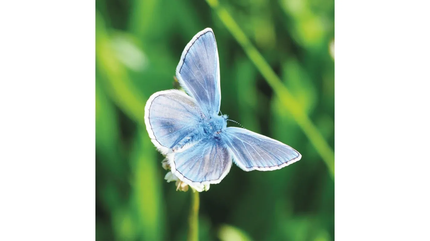 European Common Blue butterfly