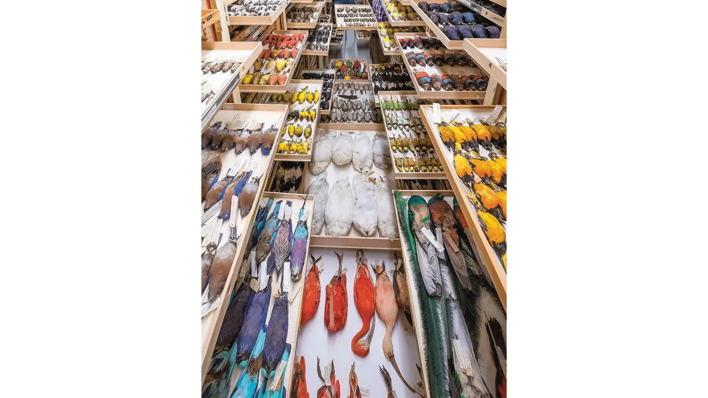 La collection ornithologique du ROM