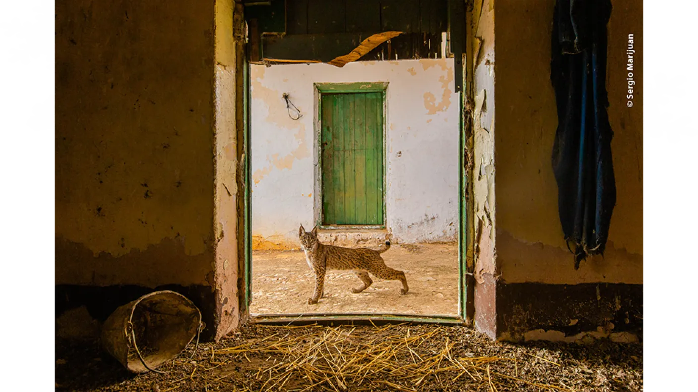 Lynx on the threshold.   Featured in Wildlife Photographer of the Year 2021.