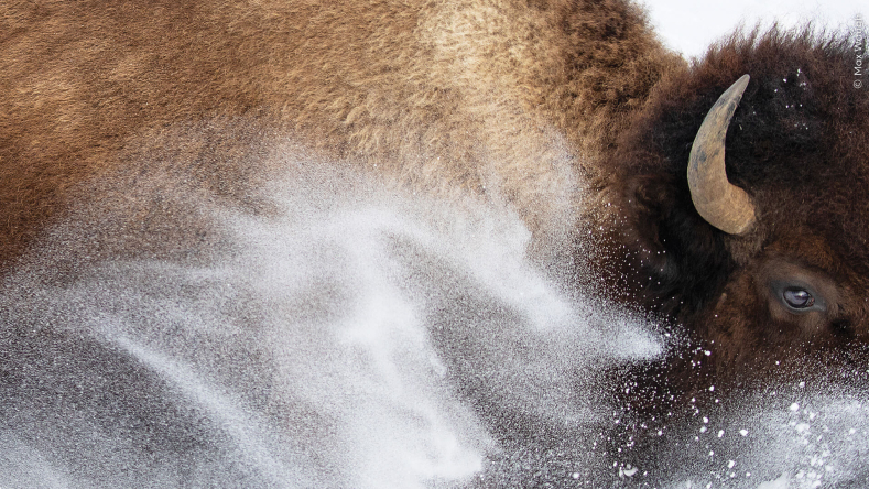 Gros plan du profil d'un bison d'Amérique (Bison des plaines) vu à travers de la neige.