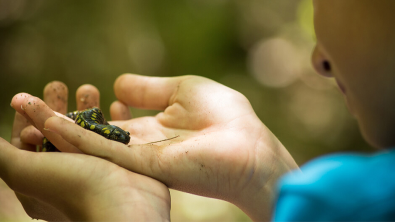 A young participant holds up a spotted salamander in their hands for closer inspection.