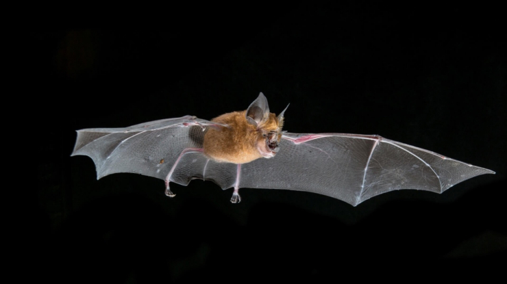 A flying horseshoe bat.
