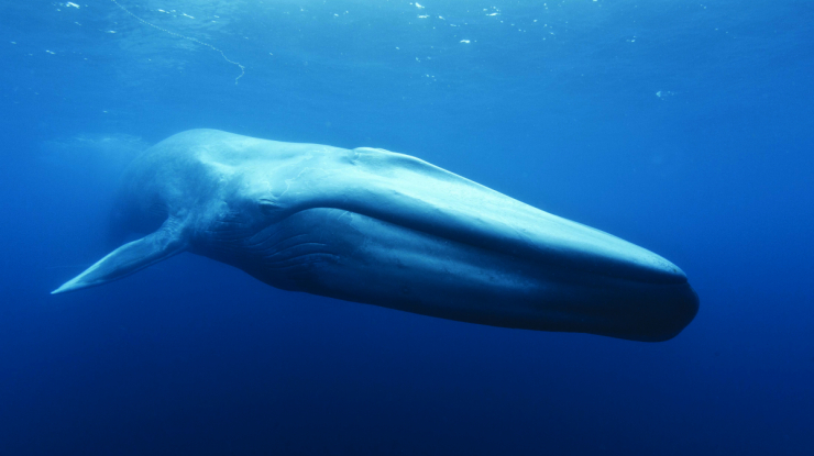 Blue Whale, Photo Credit: C. Phillip Colla - Oceanlight.com