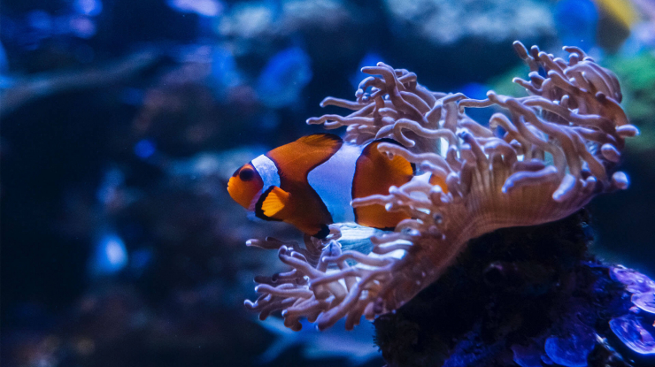 Clownfish on a coral.