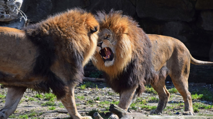 Two male lions roaring at each other.