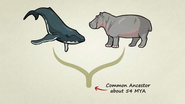 Illustration of hippopotamus and whale, with the text "common ancestor about 54 MYA" underneath.