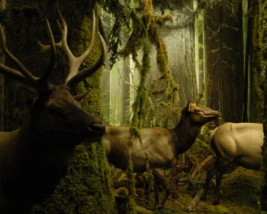 Stuffed deer appear to walk through a diorama of a rich green forest.