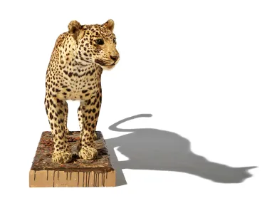 Leopard facing forward on a white background.