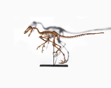 Side view of a raptor dinosaur sk