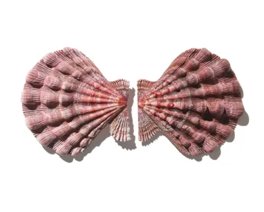 A symmetrical shell.