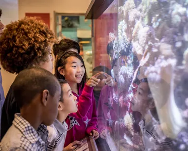 A group of children observes an aquarium display, captivated by the vibrant fish swimming among the coral.