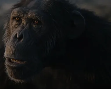 A monkey staring up into the sky.