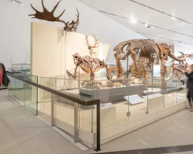  Visitors explore a museum featuring a large exhibit of various animal displays.