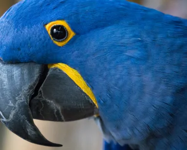 Close-up of a blue parrot with a large black beak and bright yellow markings around its eye and lower beak.