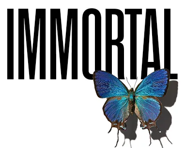 Immortal with a butterfly in front of the text.