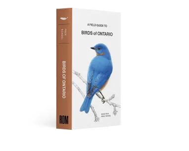 Book cover of A Field Guide to Birds of Ontario